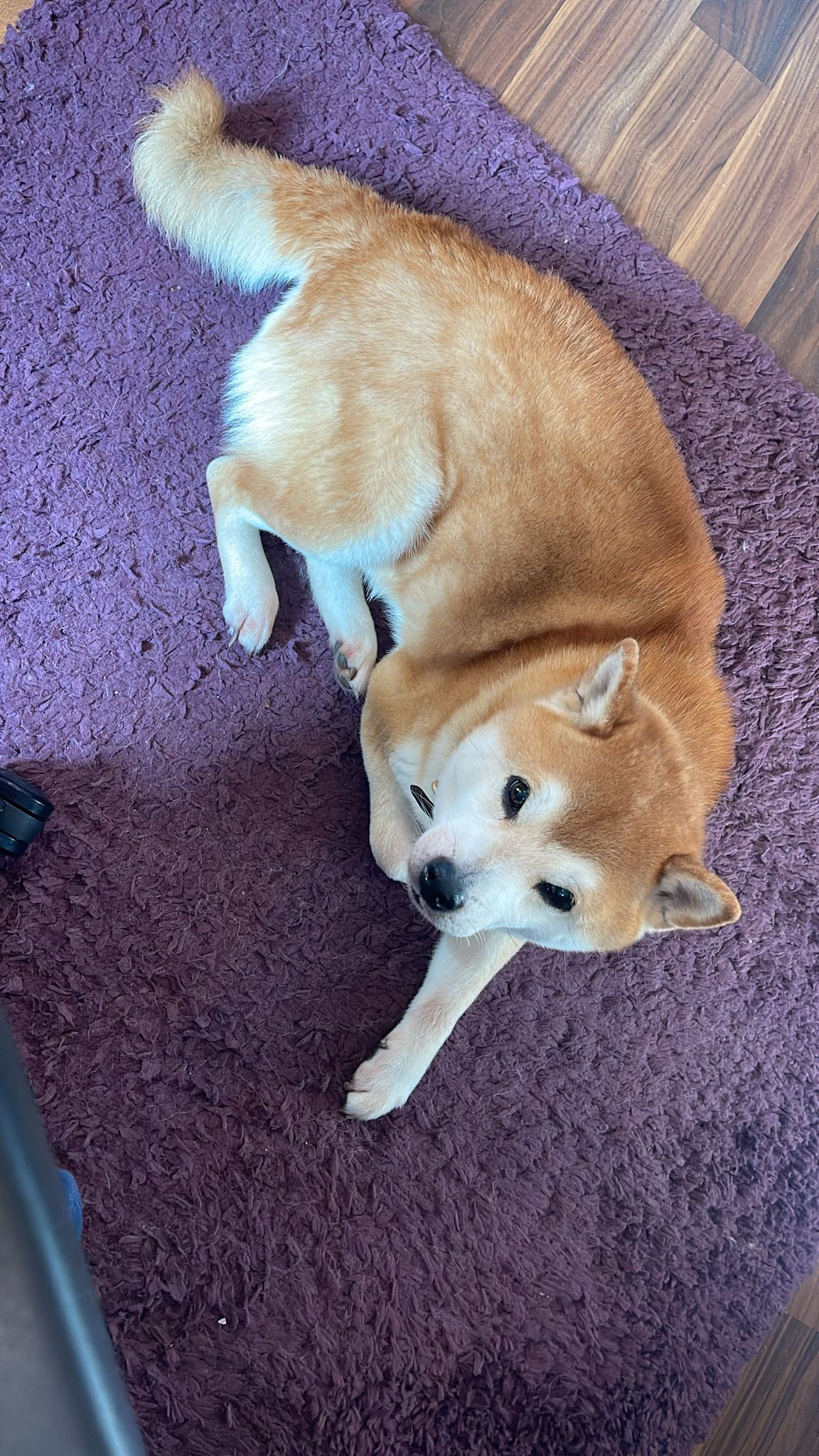 Custom Order Fatbubu x Pet