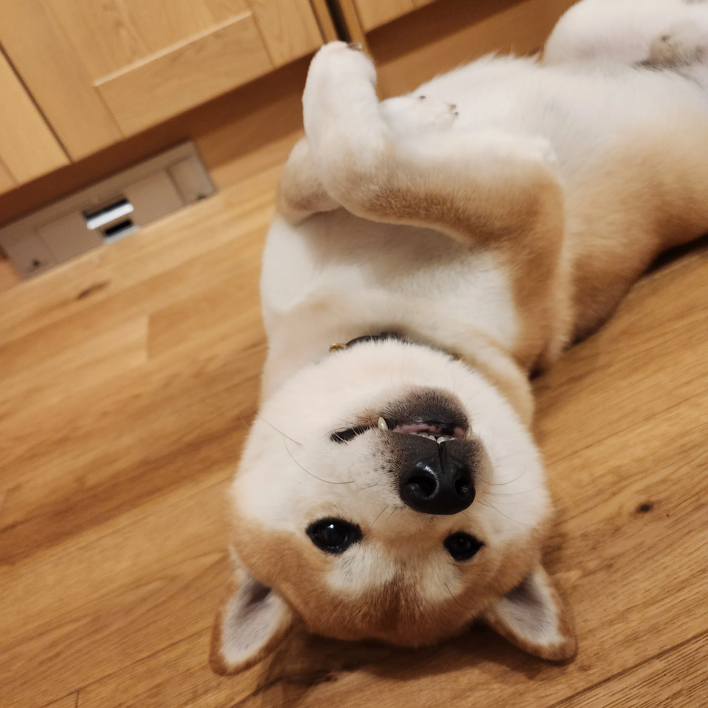 Custom Order Fatbubu x Pet