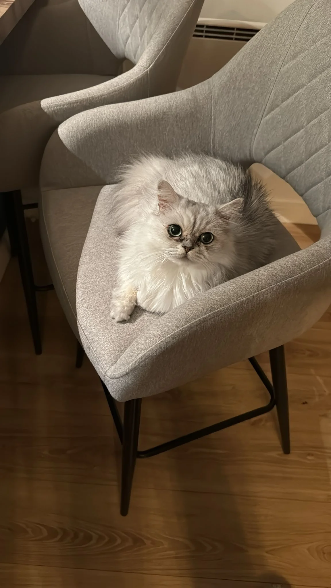 Custom Order Fatbubu x Pet